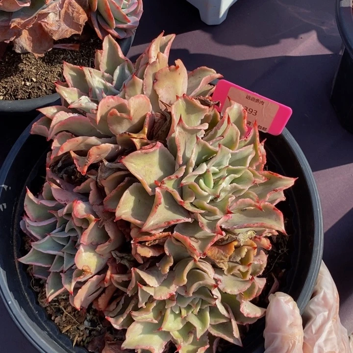 393饺子皮肉肉肉肉肉