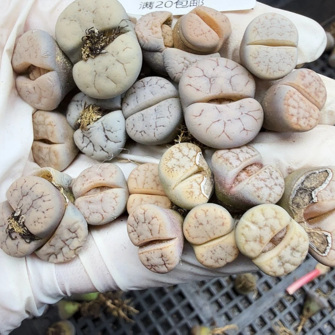 好喜欢你这个造型噢130这个