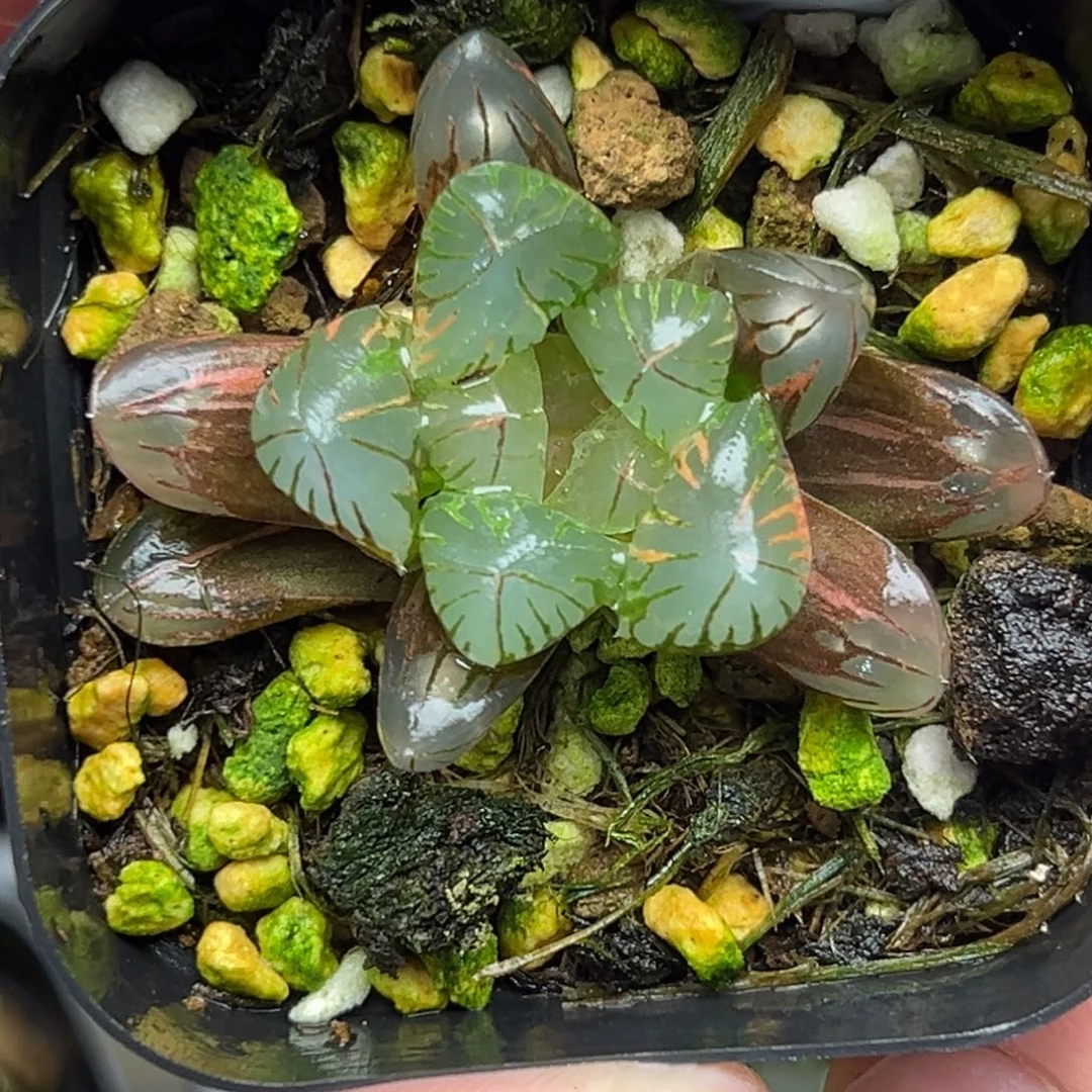 104带灯芯老川玉露锦一物一拍