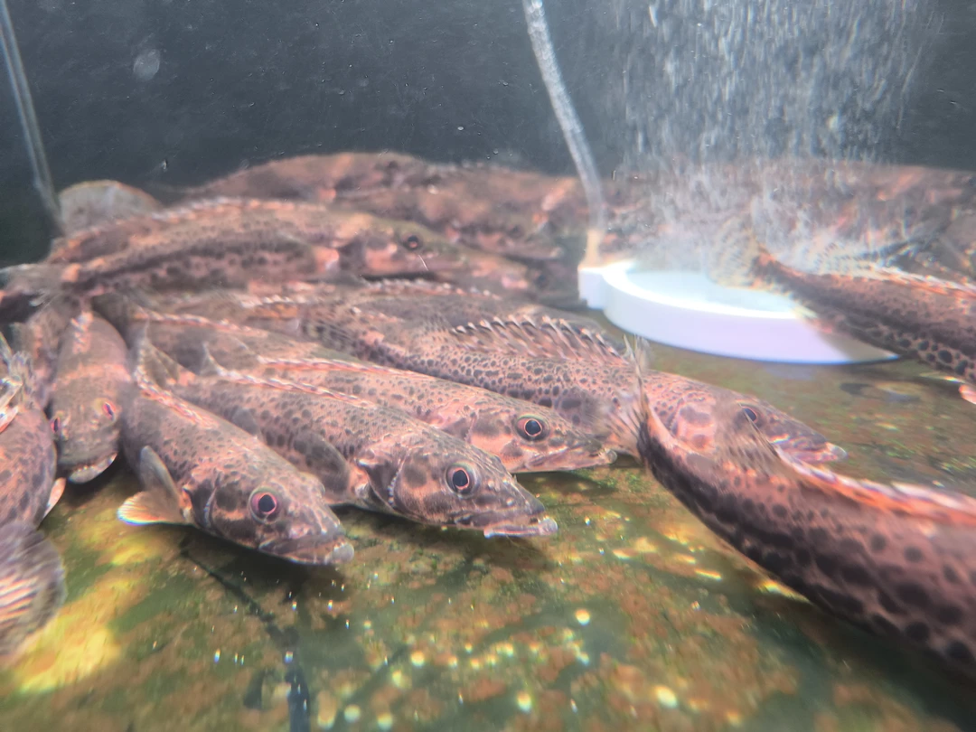 淡水溪流原生野采长体鳜活体凶猛观赏鱼