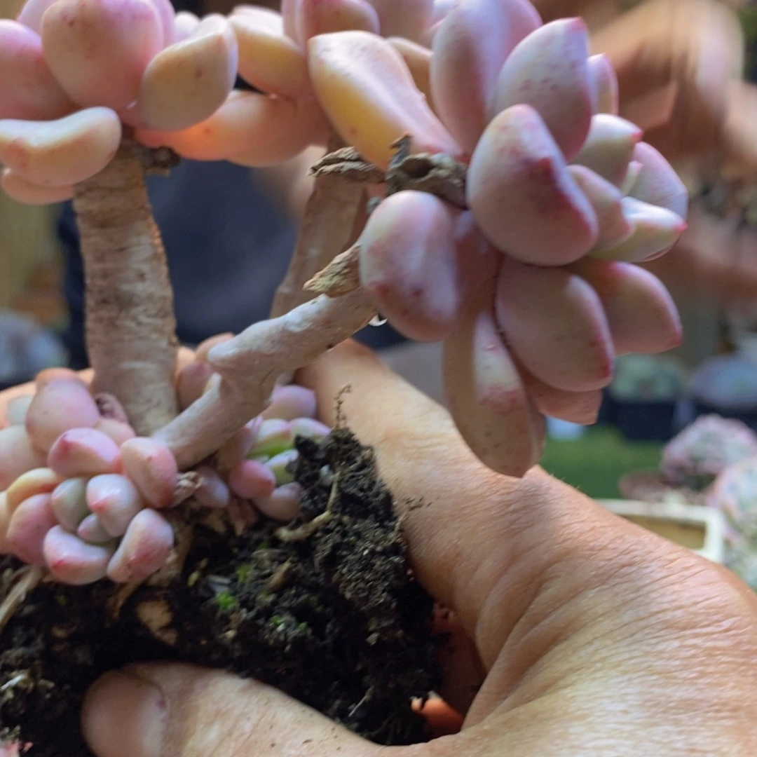 M***董D36号白鹭老桩