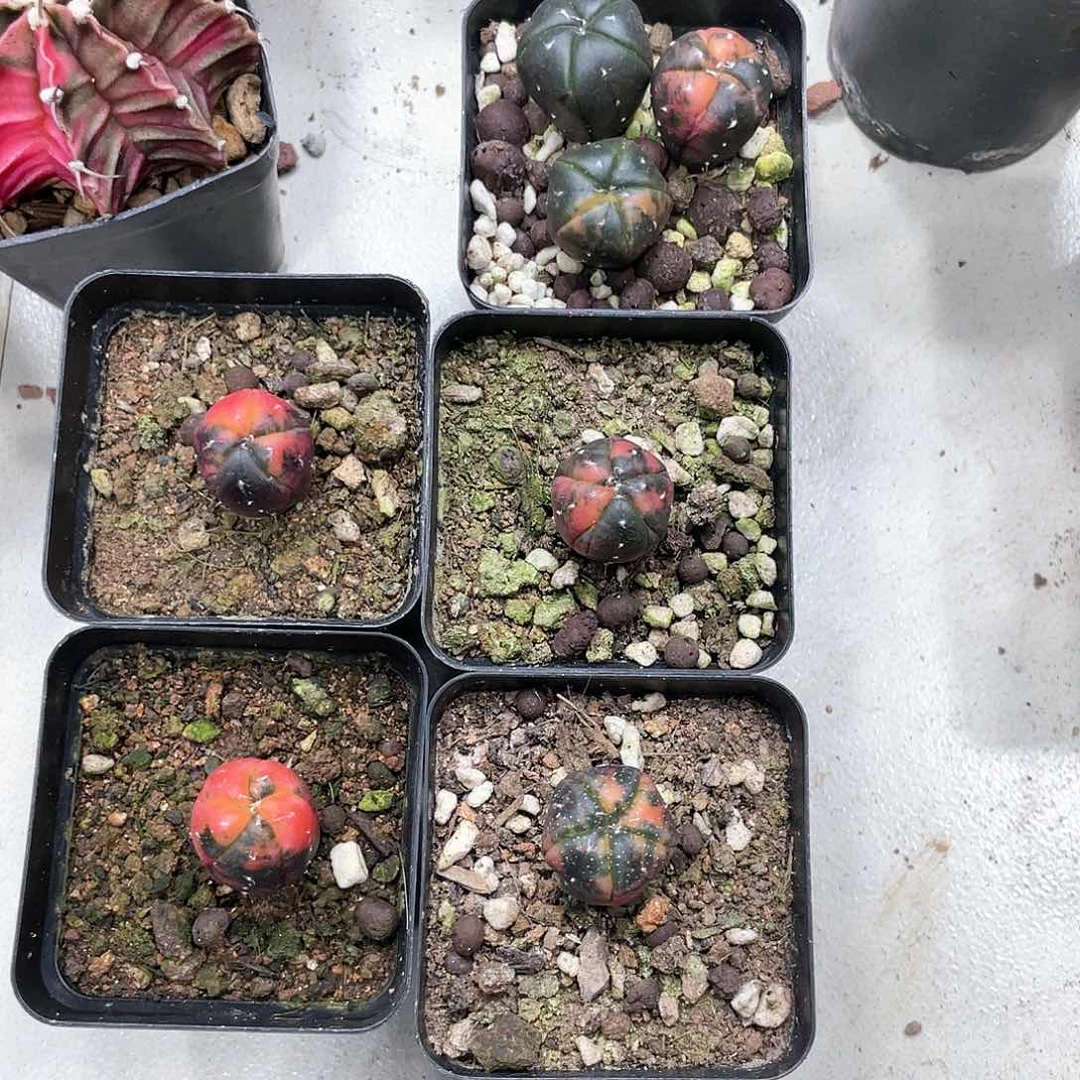 实生根系，兜锦5盆