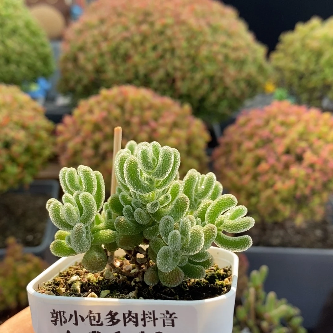 克***萝优选冰晶3140枝干番杏