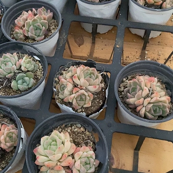 阿尔巴佳人，福利多多