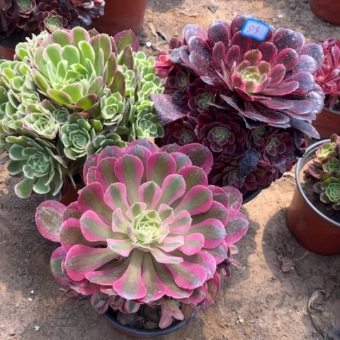 813多肉植物组合