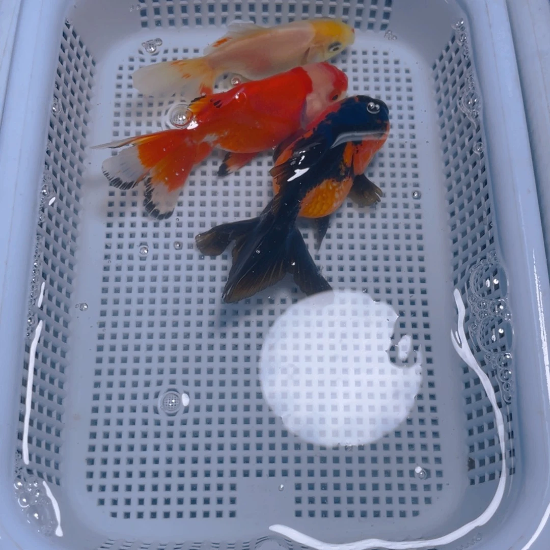 海水鱼花泰狮金鱼31