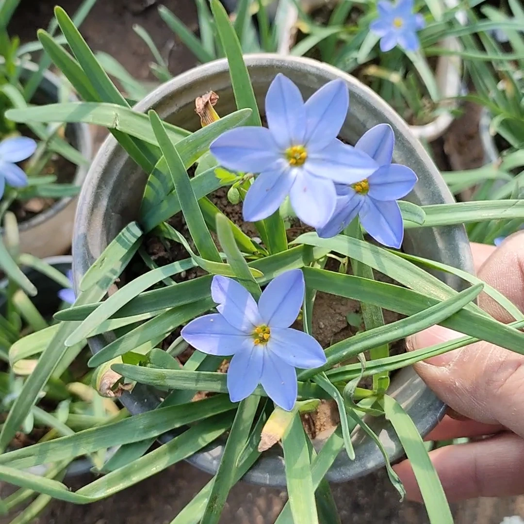 蓝韭裸球带侧，一盆大小7到20颗左右，裸球带土发货，是种球