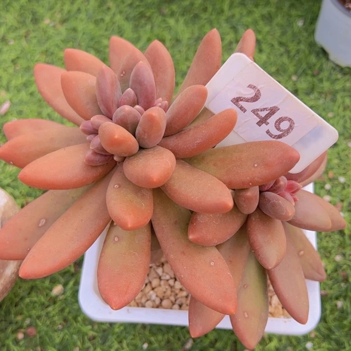 健健康康平平安安