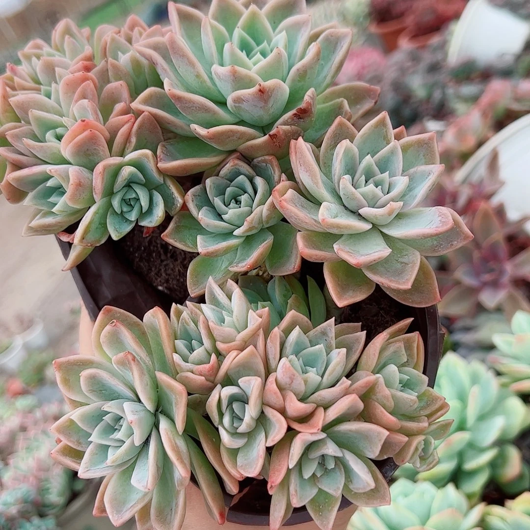 哈利沃森多头朵朵型两盆精品
