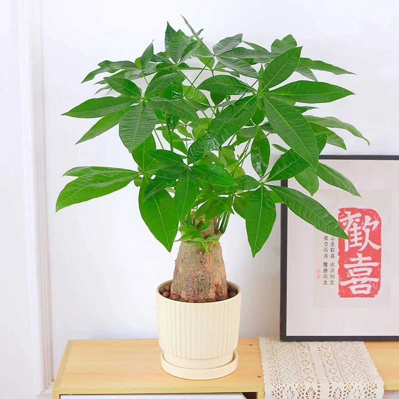 新疆包邮 老桩发财树（带天道酬勤盆带托盘发货）