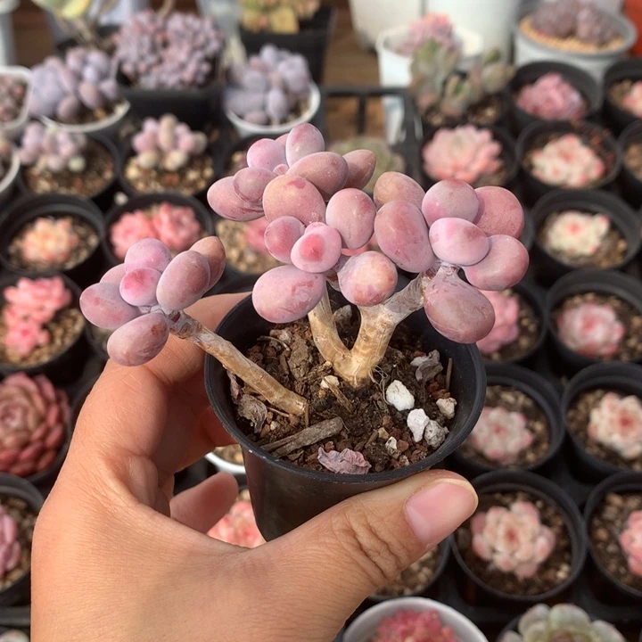 精控桃蛋一物一拍