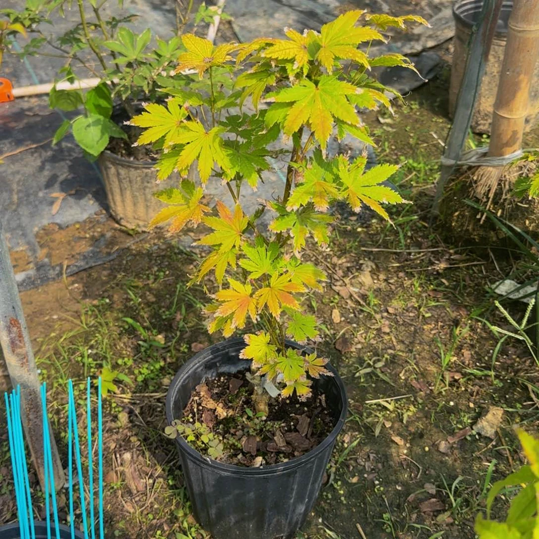 无花朵各种各样的品种枫叶