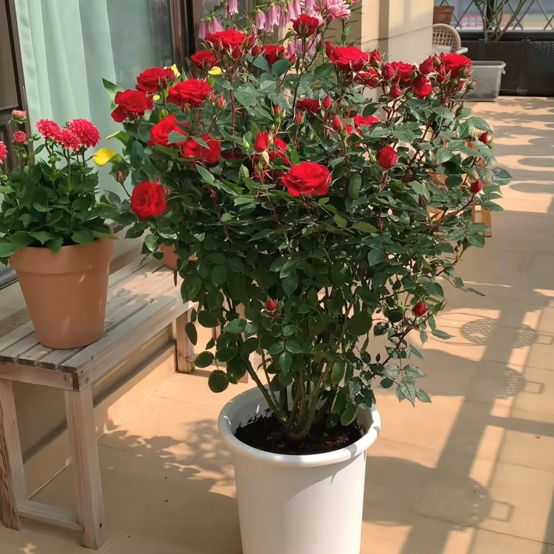 ئالاھدە سۇرتلۇق ئسېل  ئەترگۇل