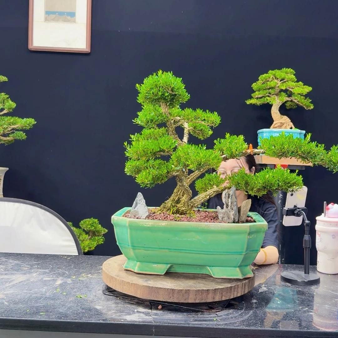 无花朵黄杨盆景四季常绿