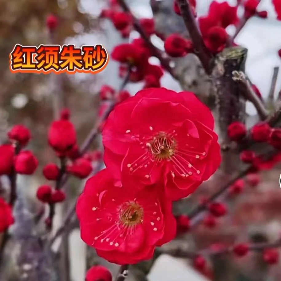 精品梅花老桩 一物一拍