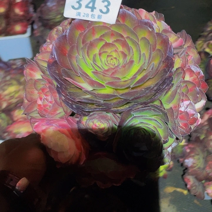 林**虎343号多肉植物海王七彩