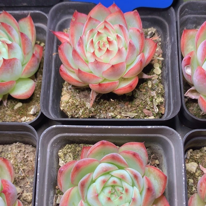 t112粉水晶单头脱土