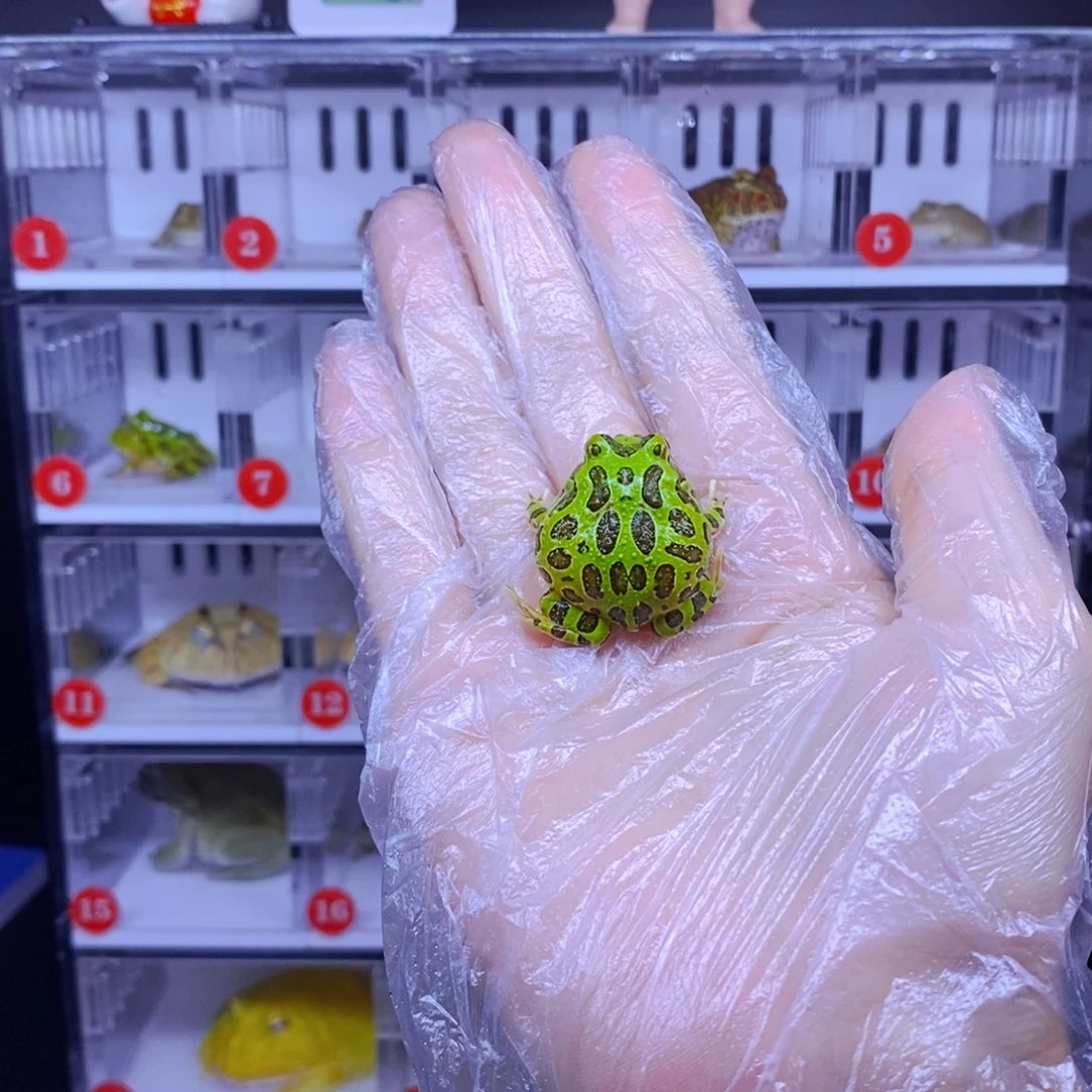 陈***节彩色蚕宝宝角蛙3-10cm闪购专享链接
