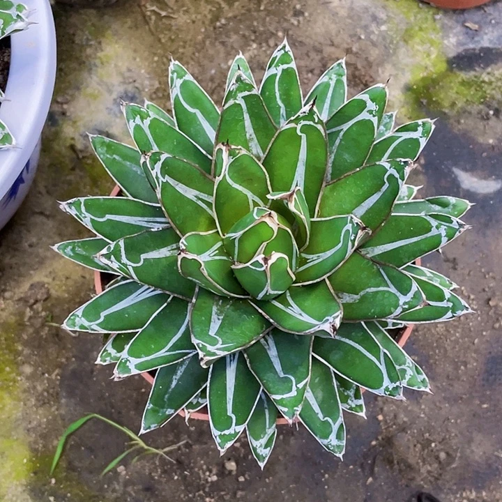 完全开放屉之雪16cm带盆土