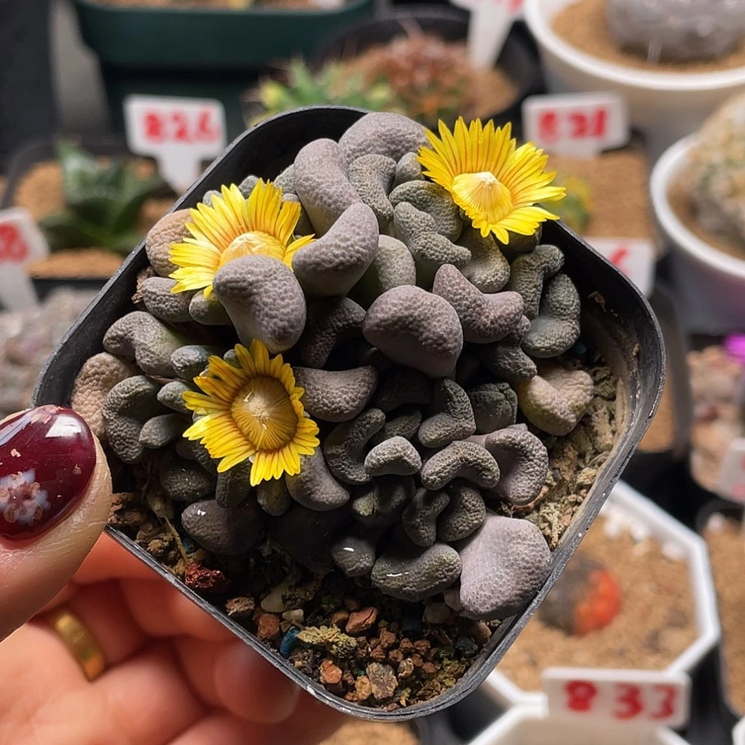 实生番杏唐扇的仙人球