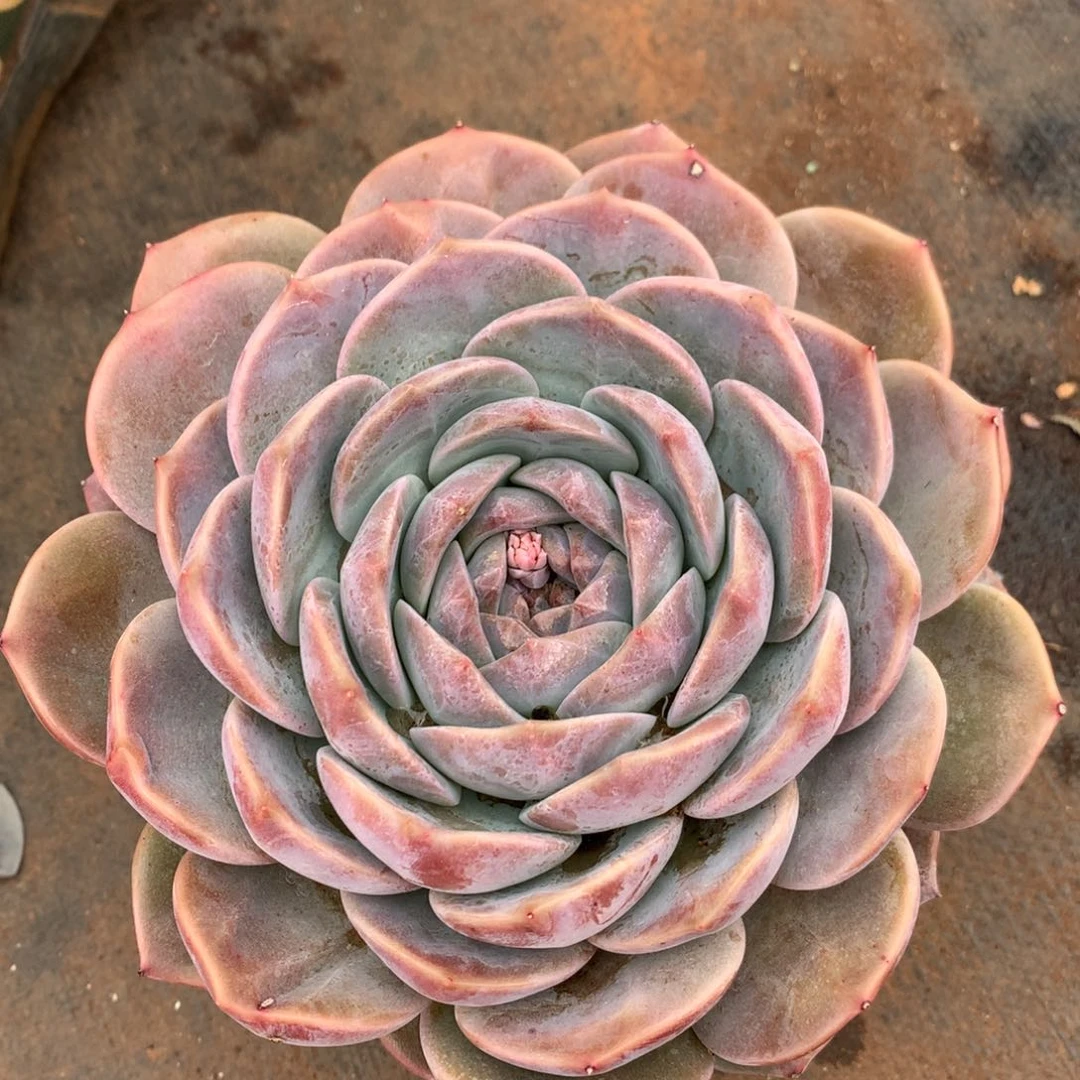 1135 杂交精品基地15厘米