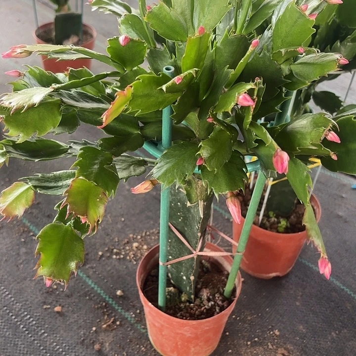 巧***儿当前无花栽培后可以开花