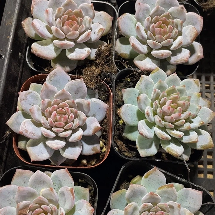 玉芙蓉带盆土发货