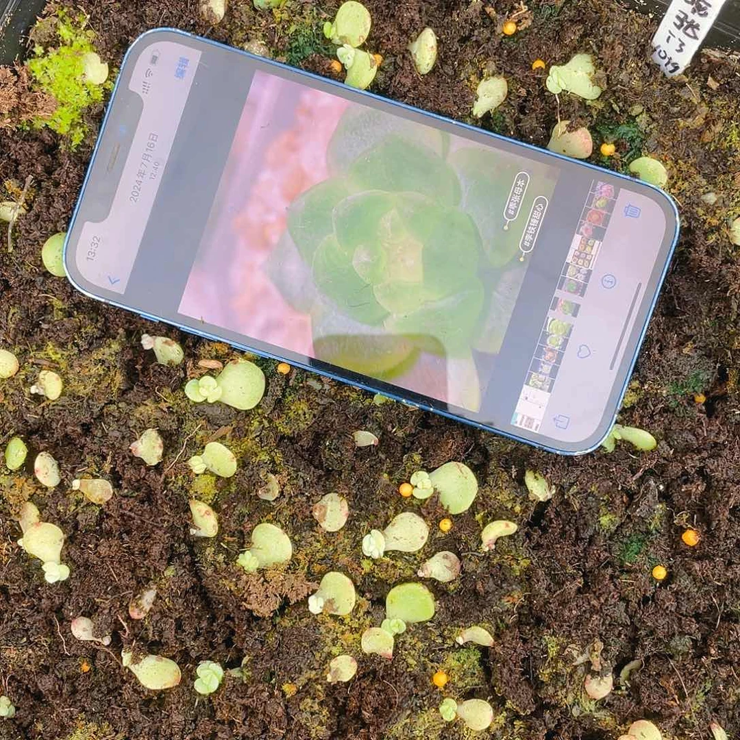 T3 芝麻苗一个满25包邮