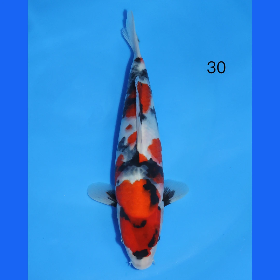 编号250119-10 锦鲤鱼30cm【多摩龙】出品