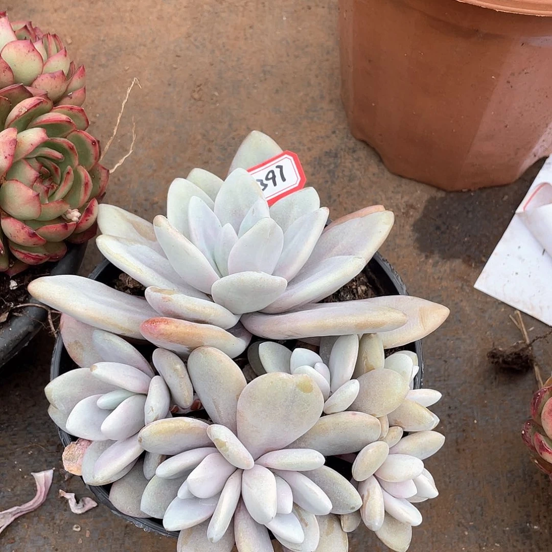 394粉兔一物一拍多肉