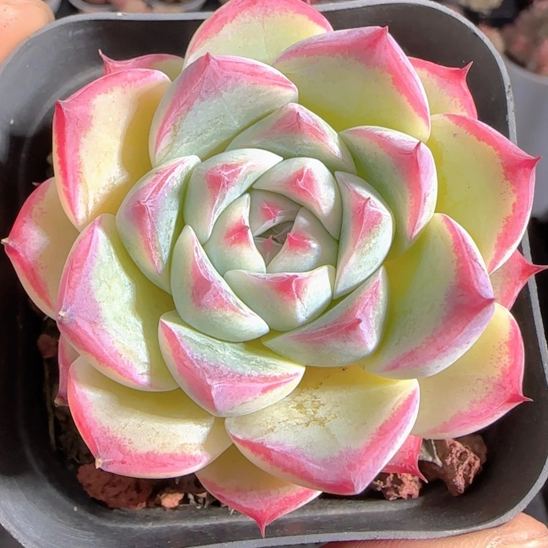 多肉1231-15福利福利