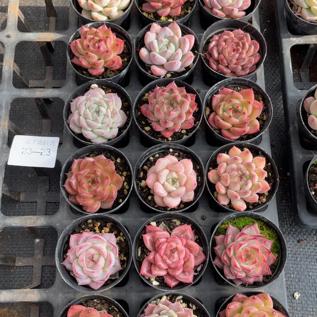 一物一拍18颗23-23