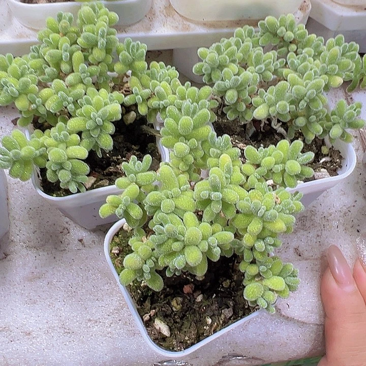 冰晶枝干19包邮多肉植物