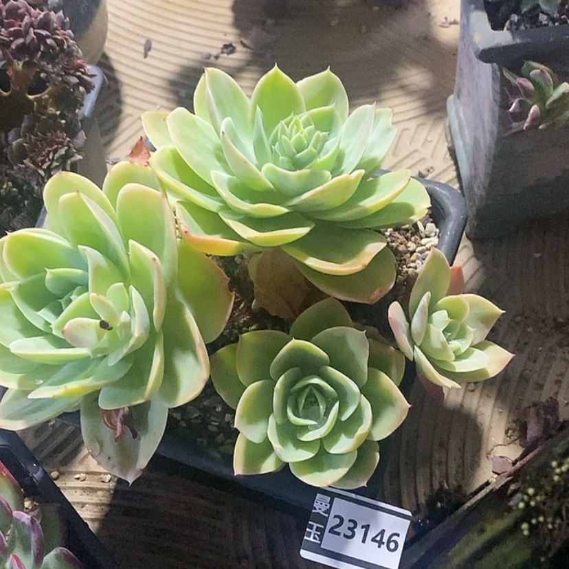 【闪购商品】星娜塔23146