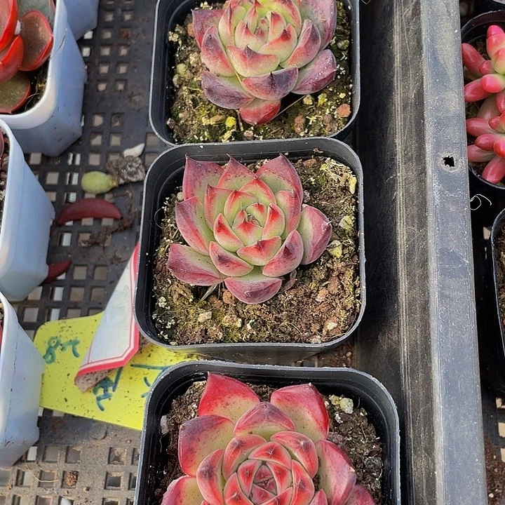 小火苗带盆土发货