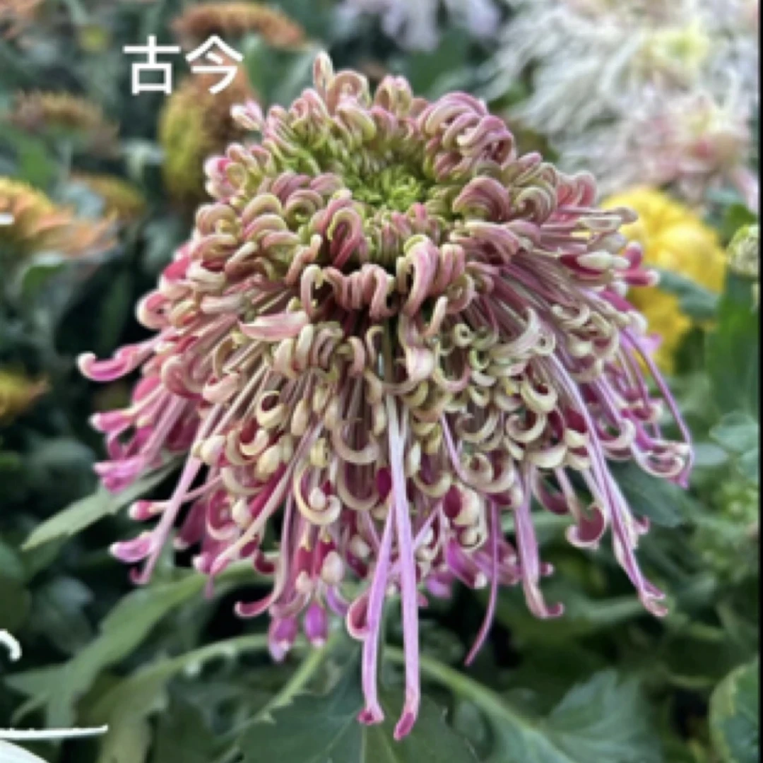 【山海古今】大花富贵菊花盆栽九月菊 开花漂亮耐寒
