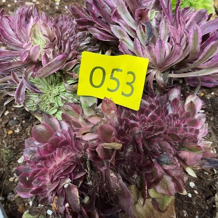 多肉植物福利来053