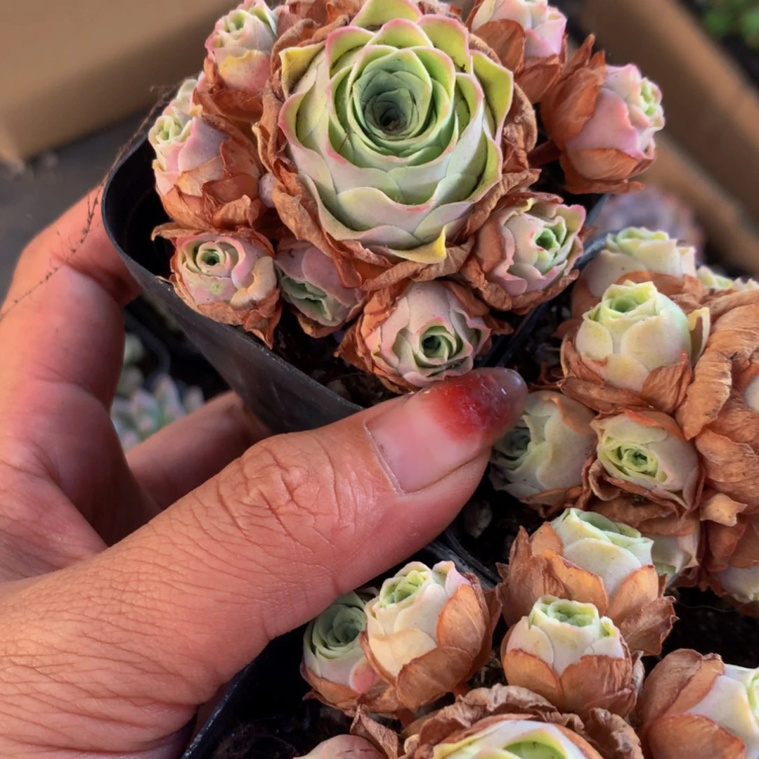 粉玫瑰 花 （满9.99包邮不满9.99发叶子）