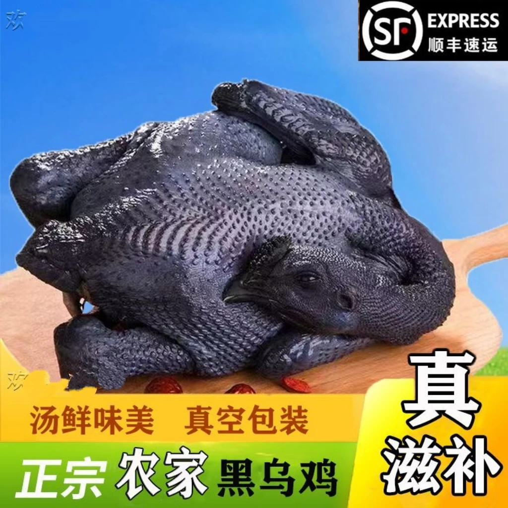 散养乌鸡整只新鲜现杀五黑鸡土鸡正宗乌骨鸡老母鸡商用批发黑肉