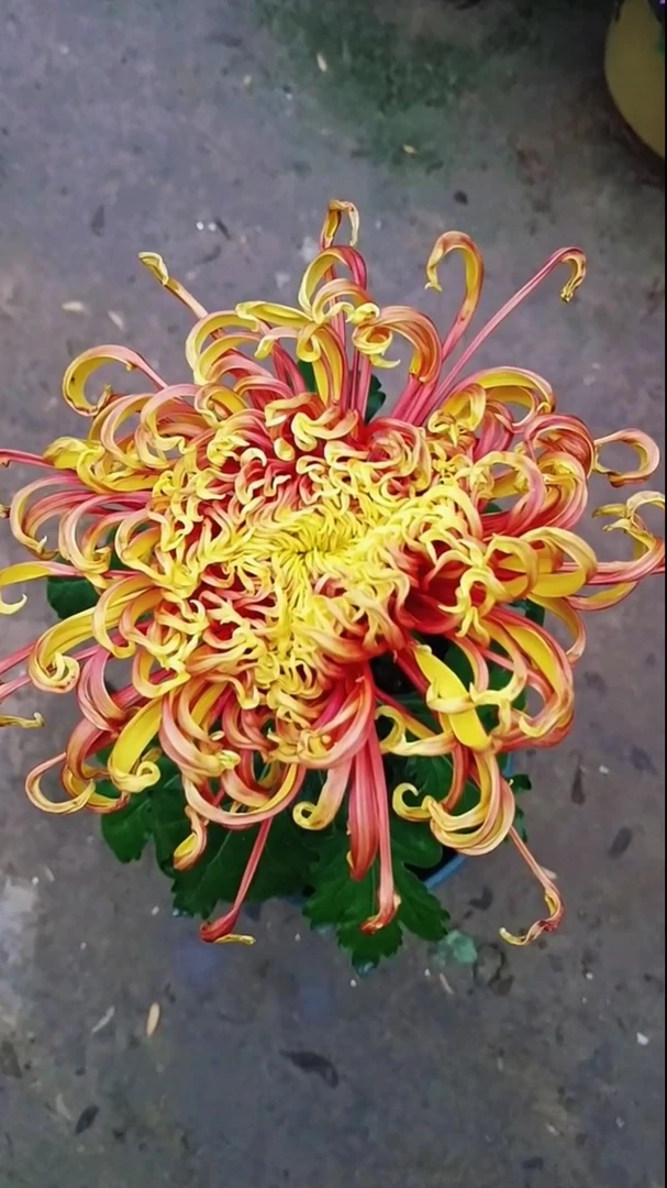 【凤凰振羽】九月菊盆栽室内室外易养护