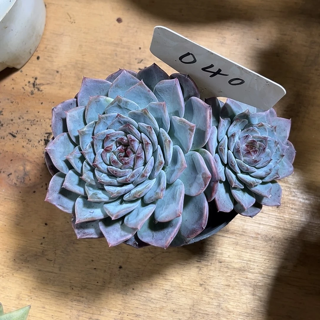 芋***糖000000000000000040