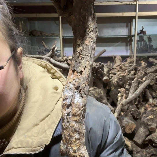 香榧木晴**阳火琉璃的故事毛料摆件