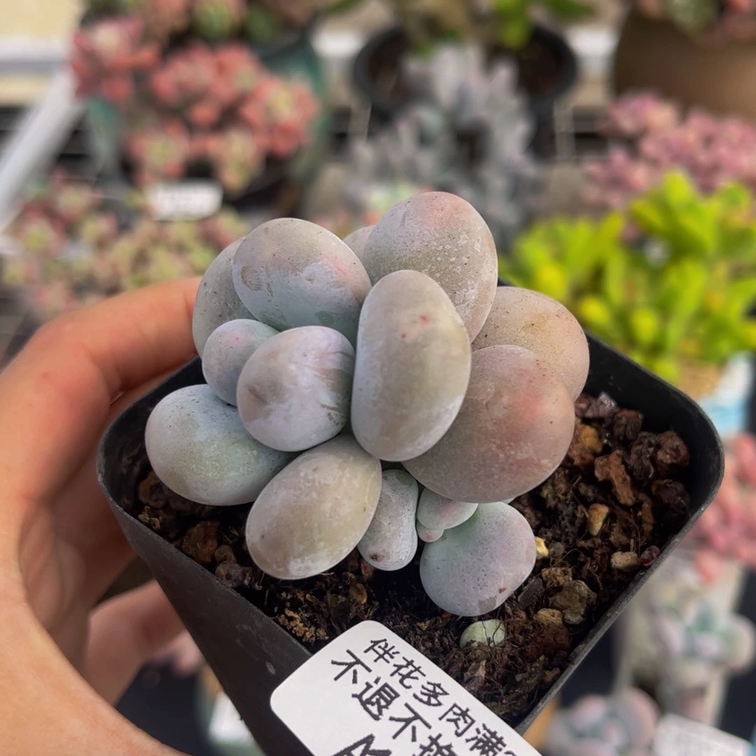 083-芭比奶多肉4cm