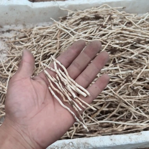 粉花重伴爬疼缠枝牡丹十和根茎23,8