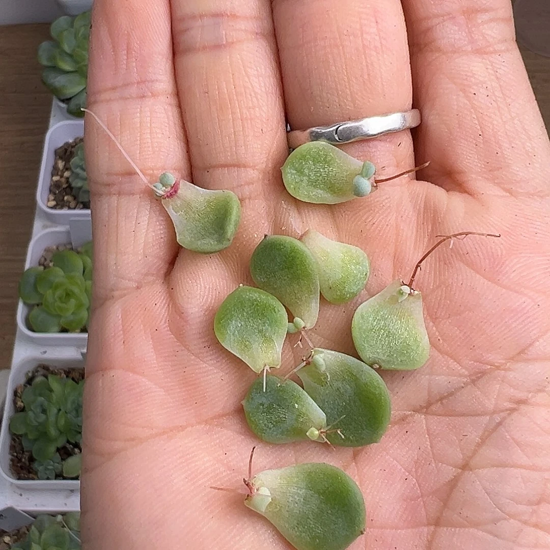 9个太妙财富密码叶片