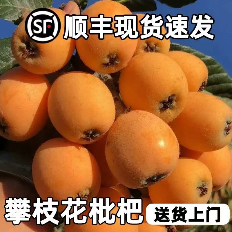 四川米易五星枇杷新鲜5斤攀枝花大五星琵琶孕妇水果整箱顺丰包邮