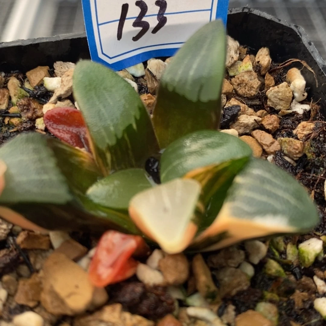 133号大黑天克锦多肉