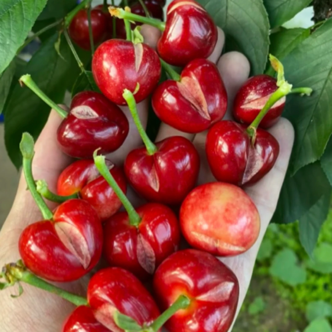 自产自销大连瓦房店美早樱桃，3斤（轻微瑕疵裂口）3J以上介意慎拍美早