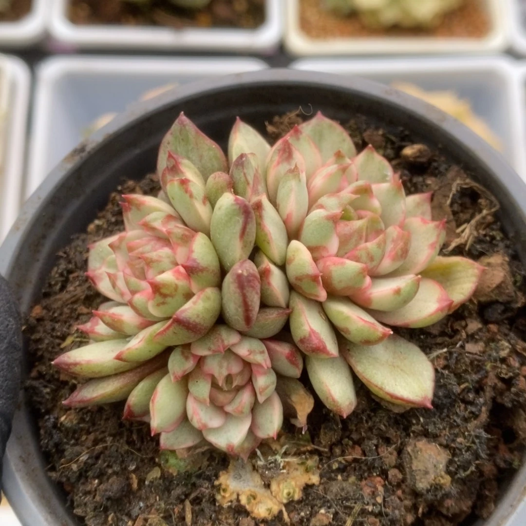 540血燕锦锦锦锦锦锦