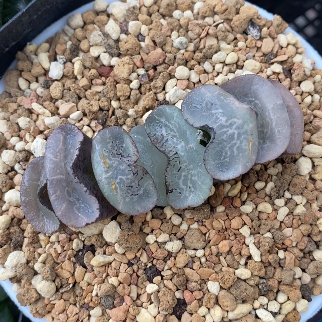 一颗大宽叶浮躁玉扇